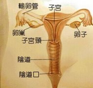 汾阳治疗子宫发育不良哪家医院好?