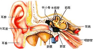 耳部结构图