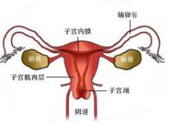 专家提醒：别让卵巢早衰危及你的生育力!